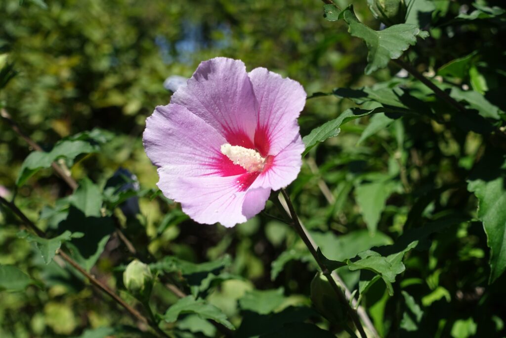 Rose of Sharon, Israel